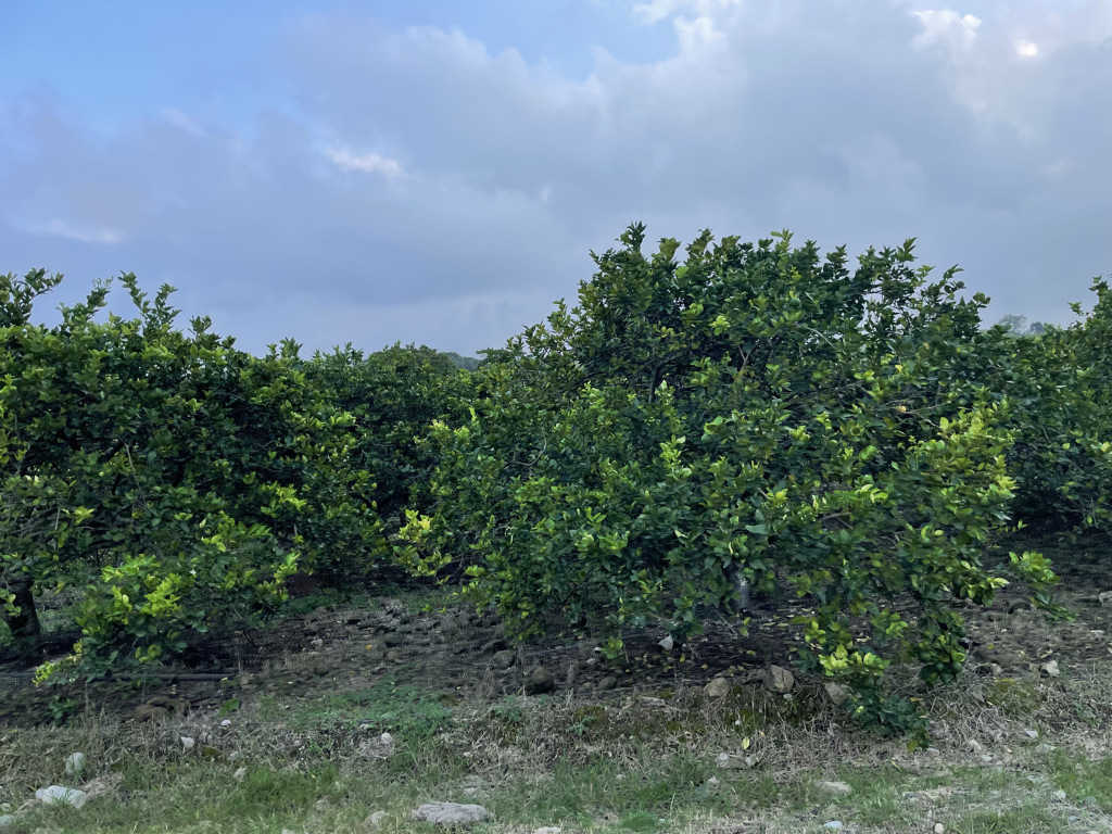 9CC8C99F-45E4-4450-BF92-90E20B61F098_1_105_c